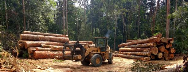 How Our Tree Care Process Works  in  Lincoln, AL